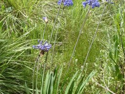 Agapanthus campanulatus leaves